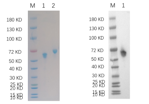 Reducing 4%-20% SDS-PAGE (CBB stained) and WB (Anti-His Mouse Monoclonal antibody) analysis profiles of purified PAG1
1.PAG1: 1 μg
2.BSA: 1 μg